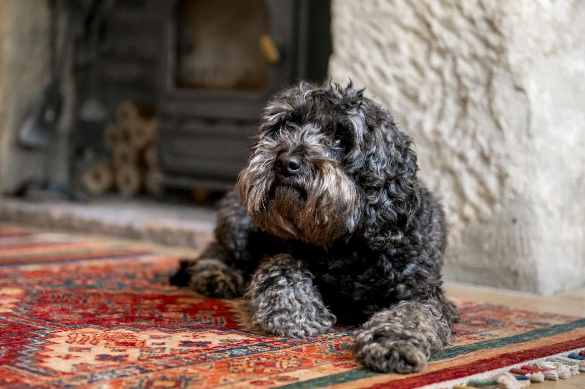 Jenny Wren Cottage Middleham Zewnętrze zdjęcie